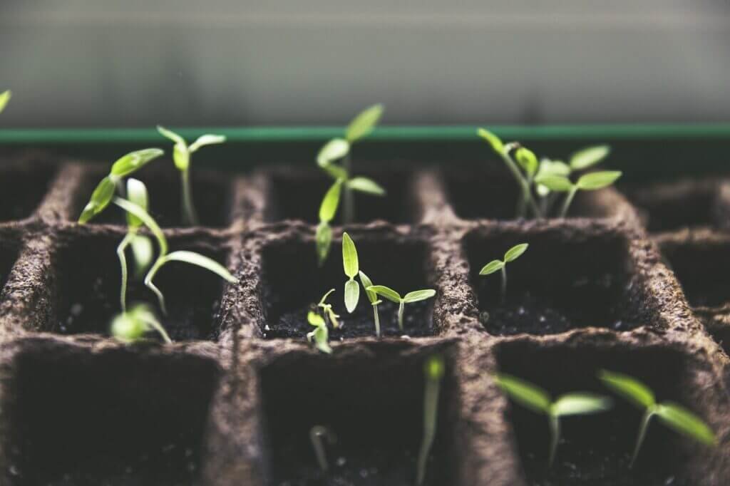 Can I Garden On A Balcony Or Rooftop In The City?