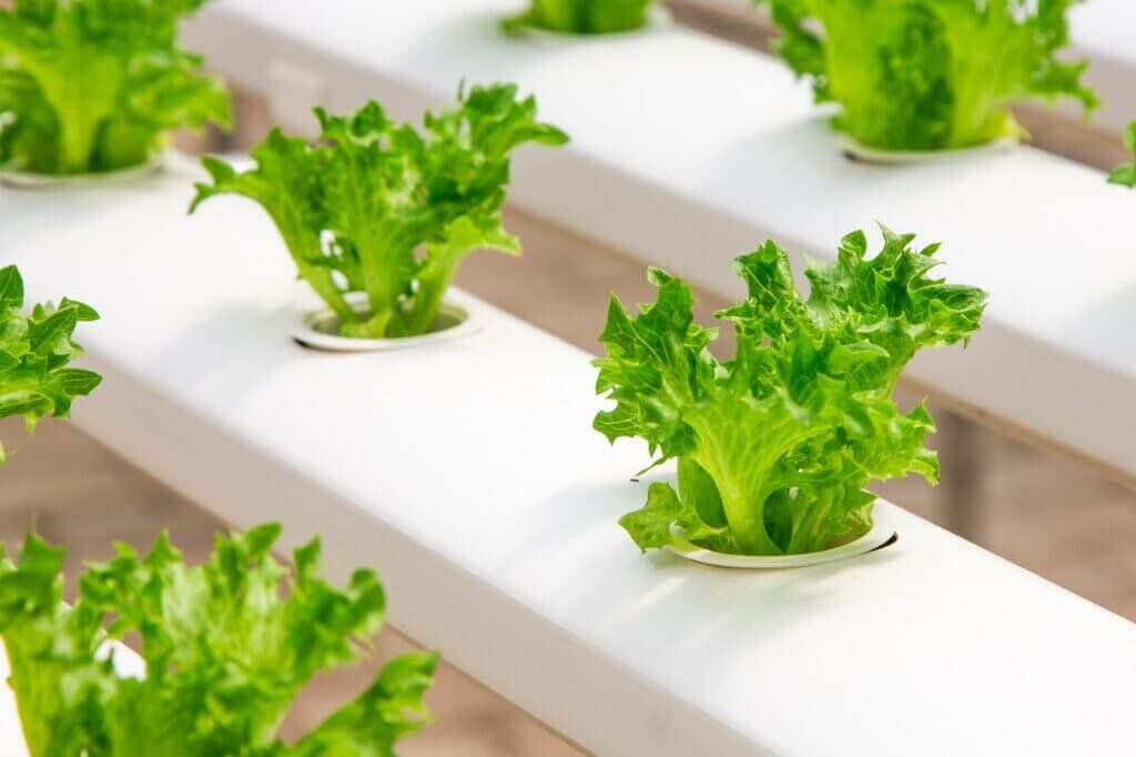 What Are The Options For Creating A Hydroponic Garden In A High-rise?