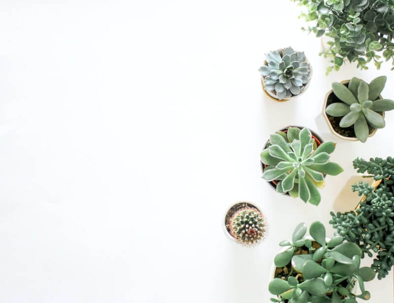 beginners guide to creating a diy succulent rock garden 6 scaled