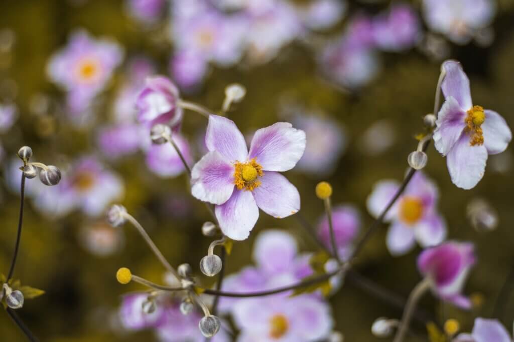 Most Popular DIY Projects For Creating A Herbaceous Border Garden