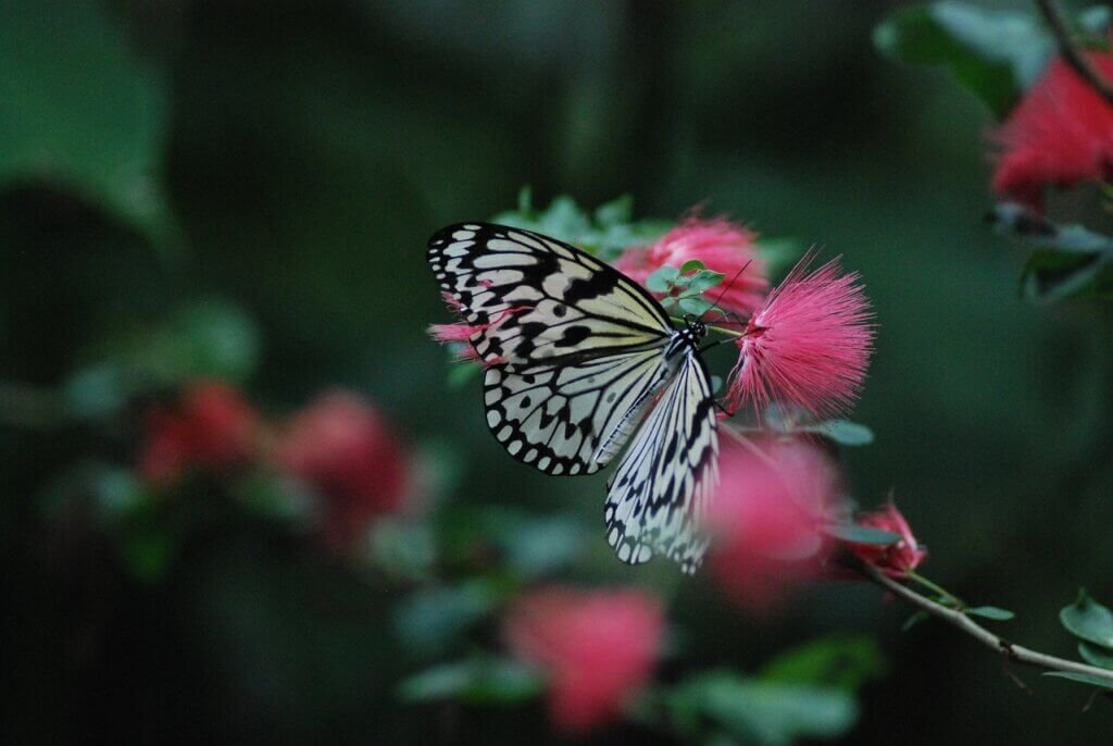 How To Create A Butterfly Garden In Your Yard