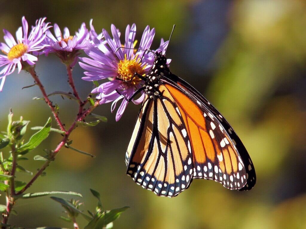 How To Create A Butterfly Garden In Your Yard