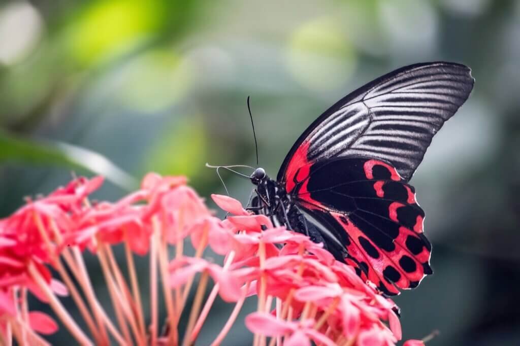 How To Create A Butterfly Garden In Your Yard