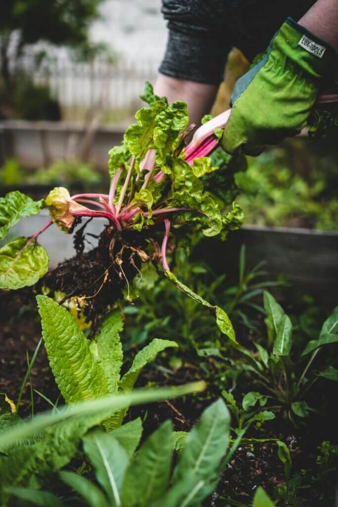 Top Ways To Create A Sustainable Garden With DIY Projects